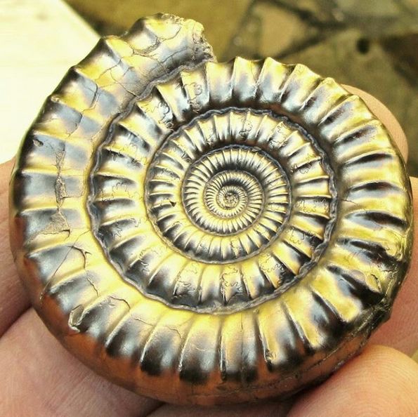 Pyrite Ammonite Charmouth F. (Fiann Smithwick)